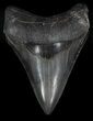 Razor Sharp, Megalodon Tooth - Georgia #36834-1